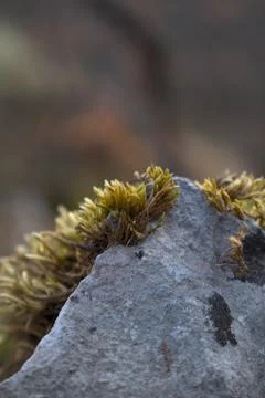 Close up of forest floor in the spring Stock Photos