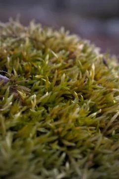 Close up of forest floor in the spring Stock Photos