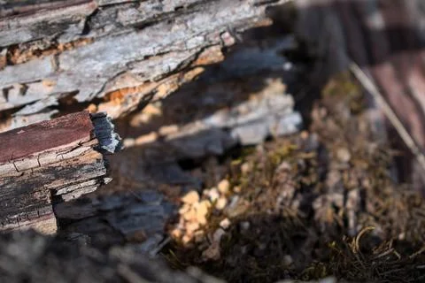 Close up of forest floor in the spring 库存照片