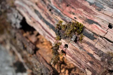 Close up of forest floor in the spring Stock Photos