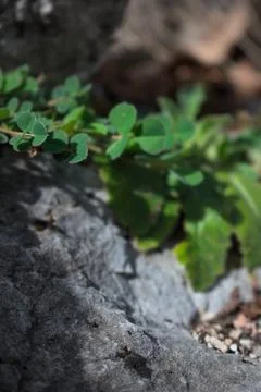 Close up of forest floor in the spring Stock Photos