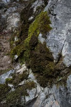 Close up of forest floor in the spring Stock Photos