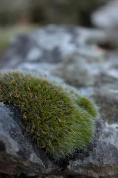 Close up of forest floor in the spring Stock Photos
