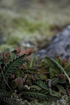 Close up of forest floor in the spring Stock Photos