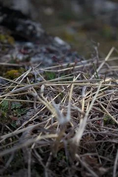 Close up of forest floor in the spring Stock Photos