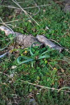 Close up of forest floor in the spring 스톡 사진
