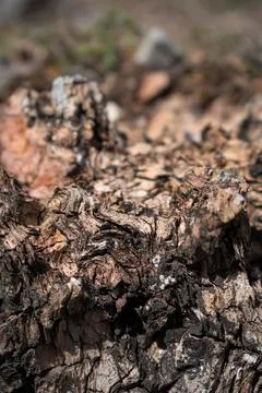 Close up of forest floor in the spring Photos