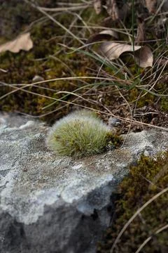 Close up of forest floor in the spring 스톡 사진