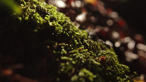 Close-up of forest foliage in fall season. plants and grass in colorful yellow Stock Footage 204051139