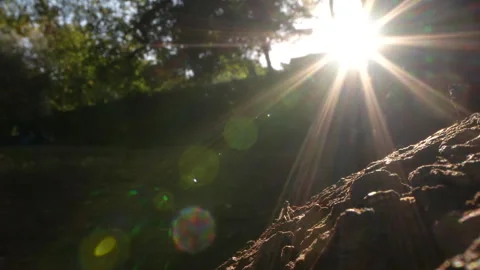 Close up forest foliage as god rays shining, fg01 Stock Footage 254161796