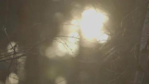 Close-up Forest Stock Footage 138222174