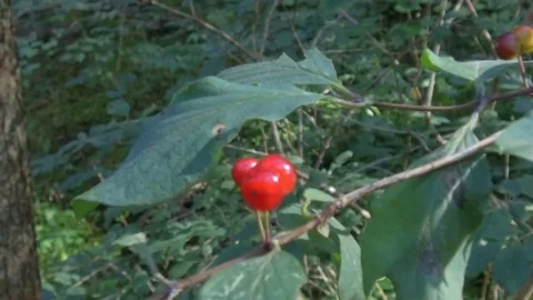 Close up forest fruit, Alta Badia Stock Footage 79639495