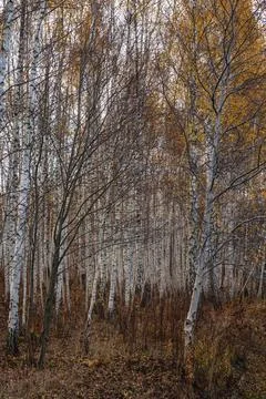 Close-up of a forest full of birch trees in autumn Stock Photos