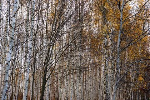 Close-up of a forest full of birch trees in autumn Foto stock