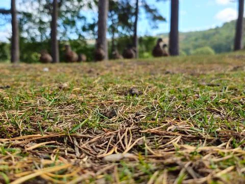 Close-Up Forest Ground with Ducks in Background Stock Photos
