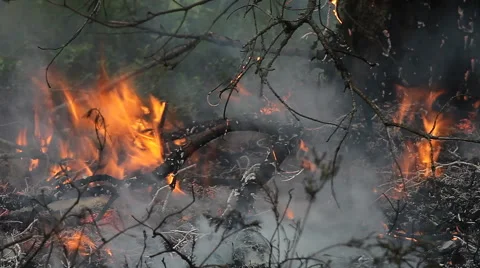 Close up of forest ground fire. Stock Footage 58569827