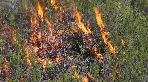Close up of forest ground fire in heather Stock Footage 56373154