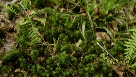 Close to the Forest Ground Video stock 171242778