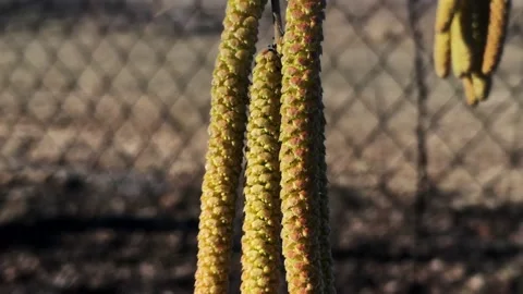 Close-up forest hazel earrings sway in the wind Video stock 196008388