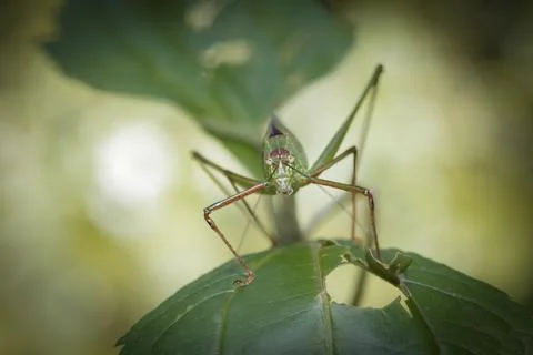 Close up of a forest insect looking into camera. Stock Photos