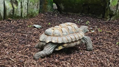 Close up of forest land turtle Stock Footage 267668904