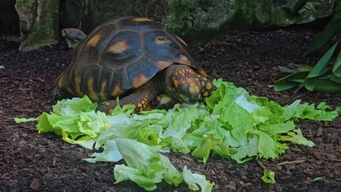 Close up of forest land turtle  Stock Footage 269690551