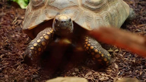 Close up of forest land turtle Stock Footage 277465620
