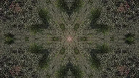 Close up of a forest with a large, intricate, and beautiful pattern Stock Footage 321390052