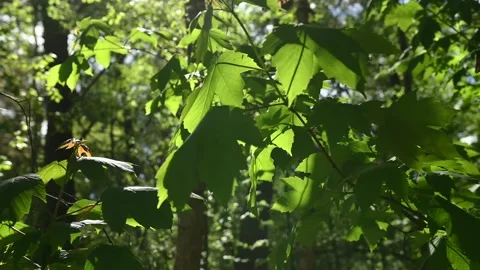 Close-Up Forest Leaves Dancing In The Wind Video stock 334713657