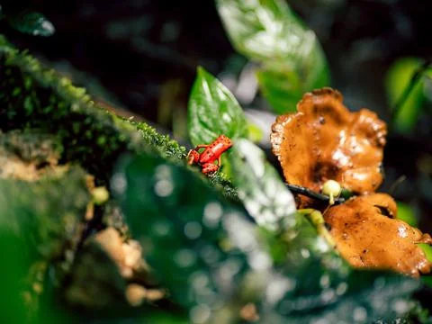 Close-up of forest moss on a log Foto stock