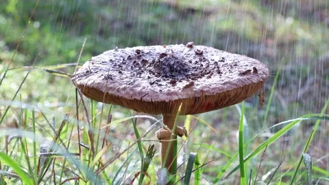 Close Up Of Forest Mushroom In Moss Stock Footage 341506245