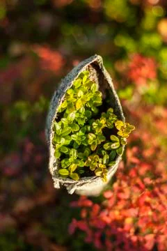 Close-up in the forest 스톡 사진