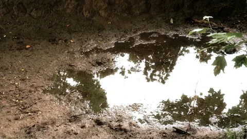 Close-up of Forest Puddle Reflecting Swaying Trees in Strong Wind Stock Footage 337561216