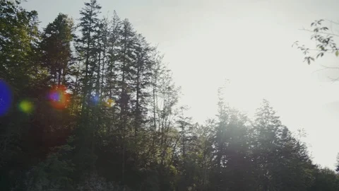 Close up forest sky sun shines through foliage beautiful environment landscape Stock Footage 113918036