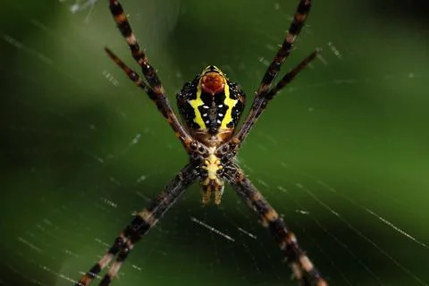 Close up of a forest spider in its spider web. Stock Photos