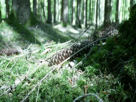 Close up Forest in Spring / Summer slider-shot 動画素材 129386088