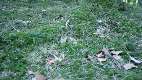 Close up Forest in Spring / Summer slider-shot 動画素材 129386490