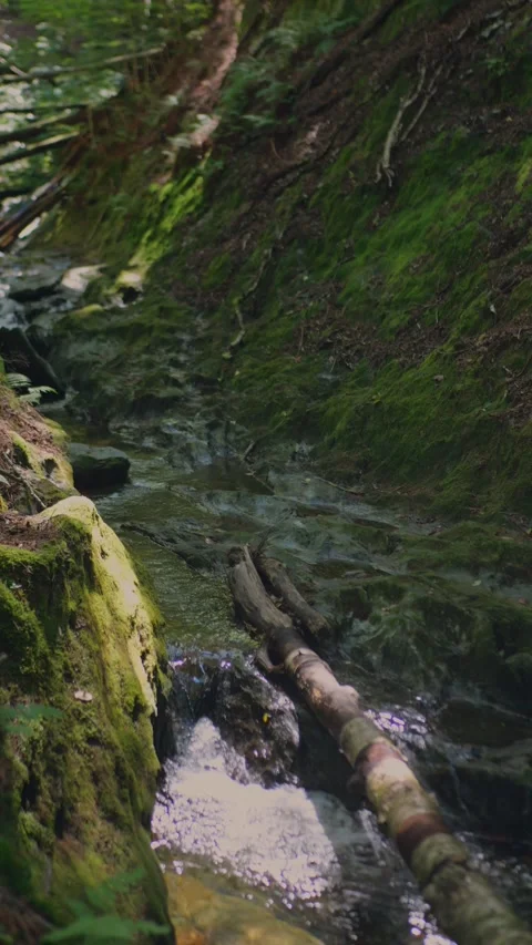 Close-up of a forest stream flowing around a fallen log in a mossy ravine... Stockbeeldmateriaal 345612489