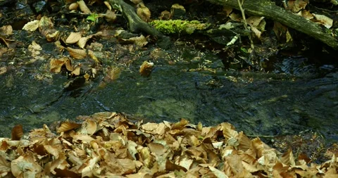 Close Up of Forest Stream With Flowing Water in Wkrzańska Forest Poland Stock Footage 334331773