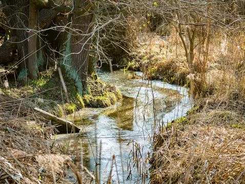 Close up on forest stream freely flowing in autumn Photos