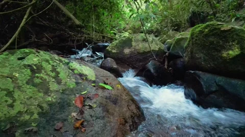 Close-Up of Forest Stream Rushing Over Moss-Covered Boulders – Ilhabela, Brazil Vídeos de archivo 334617526