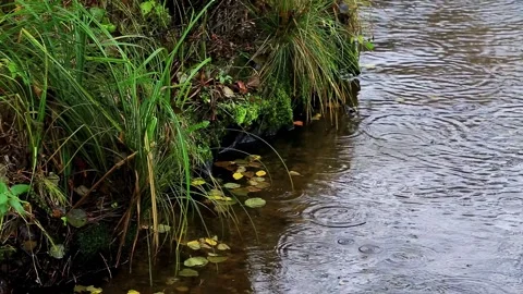 Close up of forest stream water edge with green grass, moss, and yellow fallen Stock Footage 325697287