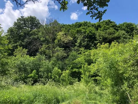 Close up of the forest on a summer time. Stock Photos