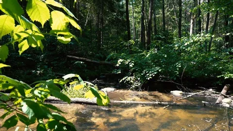 Close up of forest in sunny day Stock Footage 110304000