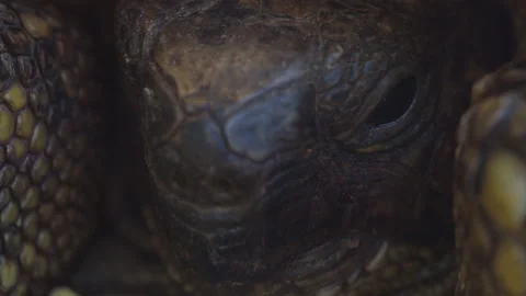 Close-up of  forest tortoise head 4K video Stock Footage 205235626