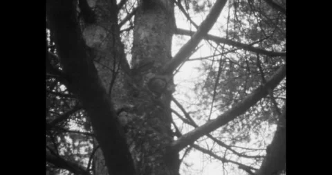 Close up, forest tree archival vintage black and white film. Abstract nature Stock Footage 247449239