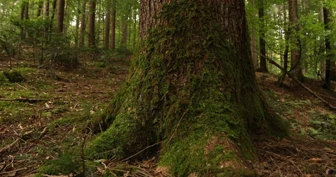 Close up of forest tree in forest Stock Footage 96080028