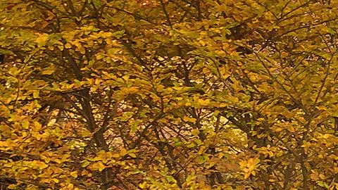 Close up forest tree leaves pattern Stock Photos