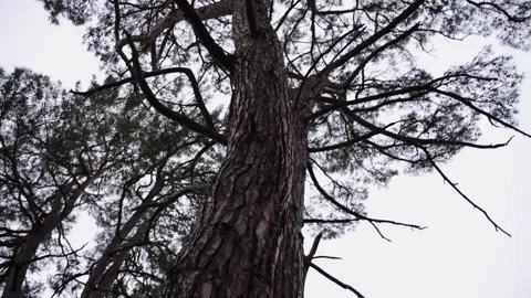 Close Up Of Forest Tree Trunk Bark Texture And Detail Stock Footage 310229494