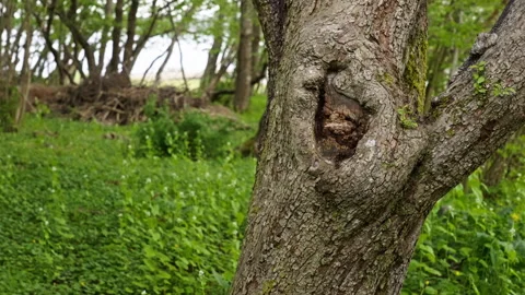 Close-Up of Forest Tree Trunk with Blurred Green Background Stock Footage 310517722